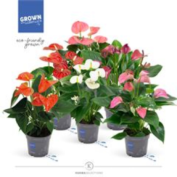 Anthurium gemischt