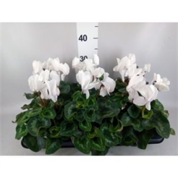 Cyclamen weiß