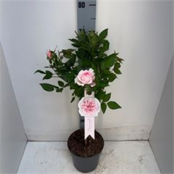 Rosen Stamm "Charmant"