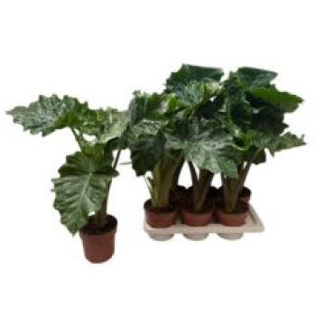 Alocasia 'Low Rider'