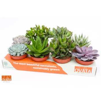 Succulenten gemischt
