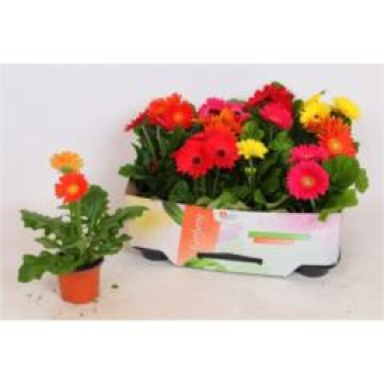 Gerbera Mix