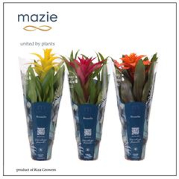 Guzmania Mix