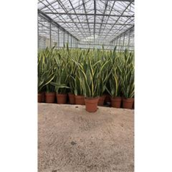 Sansevieria trifa. 'Laurentii'