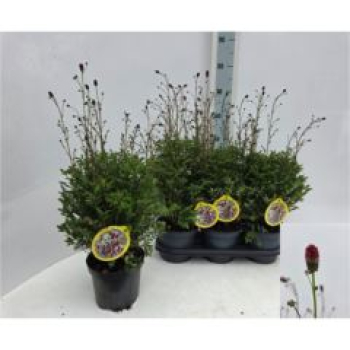 Sanguisorba offic. 'Tanna'