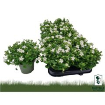 Campanula porten. weiß