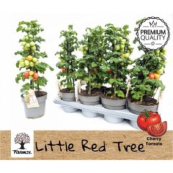 Solanum lyco. "Little Red Tree"