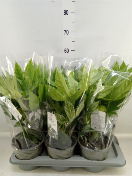 Fatsia japonica 'Variegata'