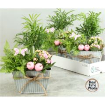 Pflanzenmix im Blechtopf- eckig