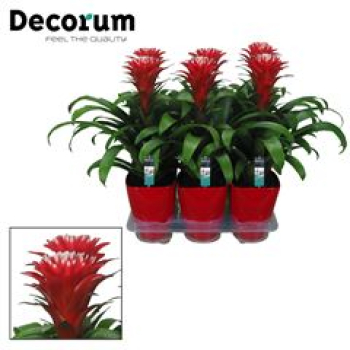 Guzmania  'Hope' mit Übertopf