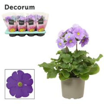 Primula obcon. blau