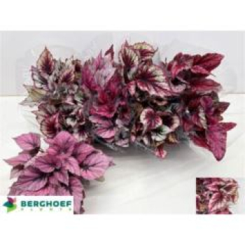 Begonia Rex 'Beleaf' gemischt