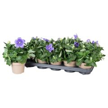 Platycodon grand. Blau