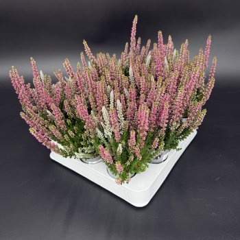 Mini Calluna Twin lila mit Fluffy