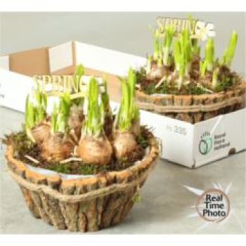 Narcissus im Rindentopf