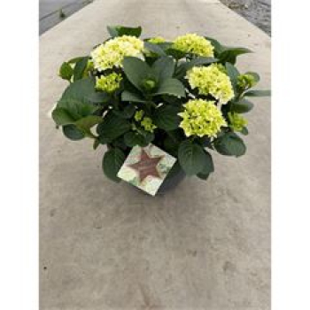 Hydrangea Schale weiß