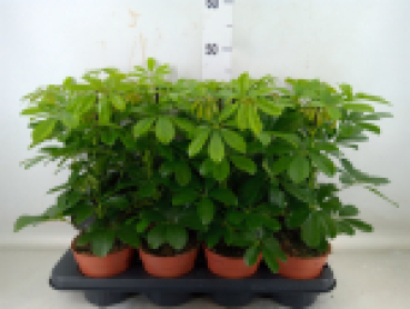 Schefflera arbor. 'Nora'