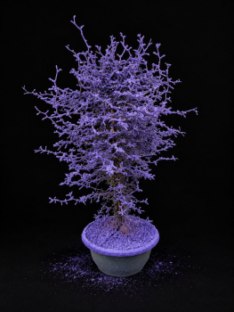 Corokia gefärbt Lila + Glitter Schale