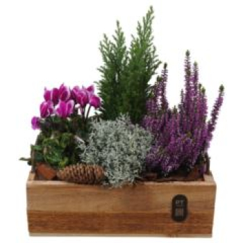 bepflanzte Holzkiste