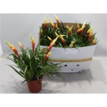 Vriesea 'Shannon'