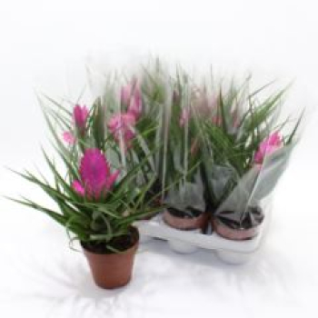 Tillandsia cyanea 'Josee'