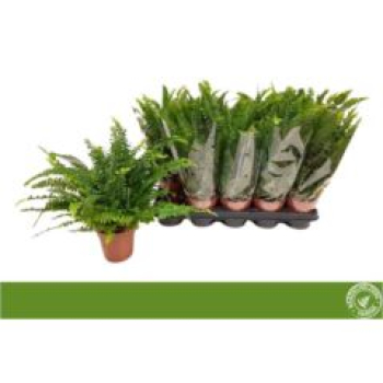 Nephrolepis exal. 'Green Lady'