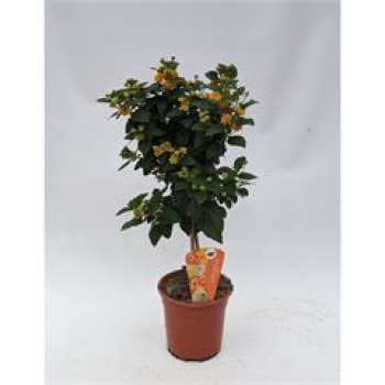 Lantana camara Stamm orange