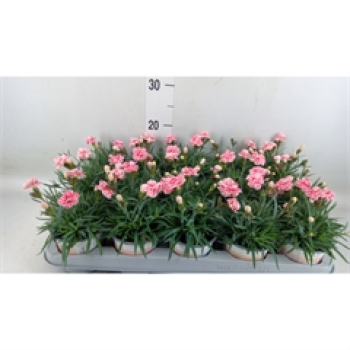 Dianthus 'Raspberry Eyes'