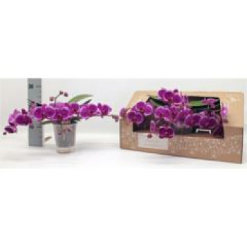 Phalaenopsis im Karton