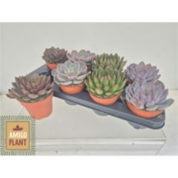 Echeveria gemischt