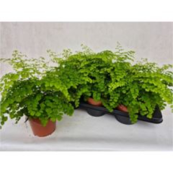 Adiantum raddi. 'Fragrans'