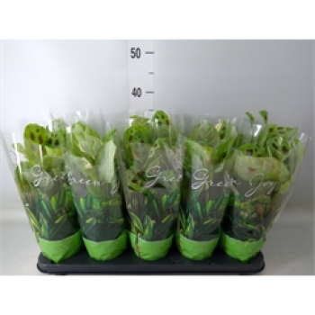 Maranta leuc. 'Fiesta'