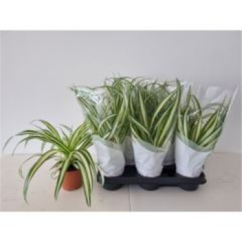 Chlorophytum com. 'Variegatum'