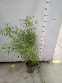 Fargesia rufa