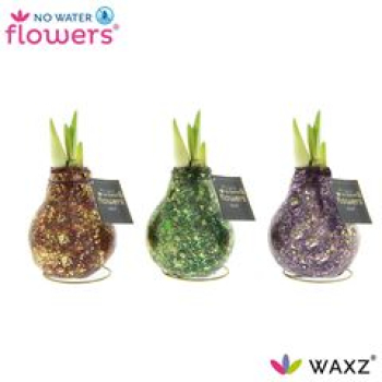 Waxz  Amaryllis "Univerz Polaris"