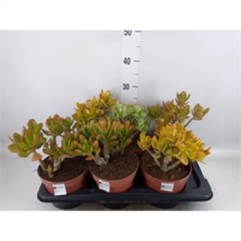 Crassula gemischt