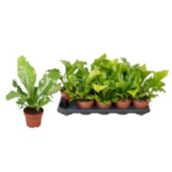 Asplenium nidus