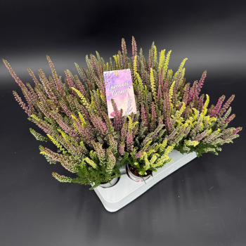 Mini Calluna Trio "Lavedel Cream"