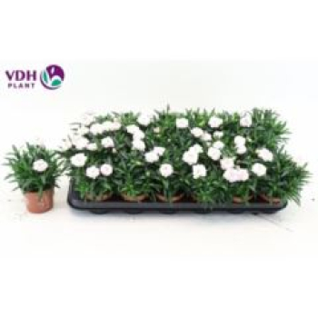 Dianthus 'Oscar White'