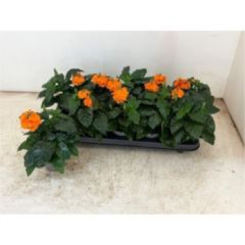 Crossandra infundib. 'Fortuna'