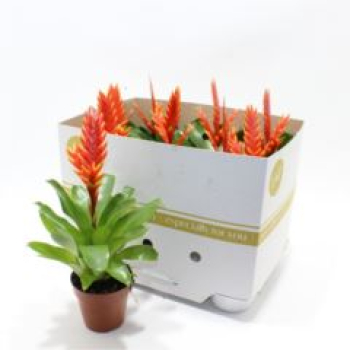 Vriesea 'Sparkle'