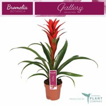 Guzmania 'Ostara' dunkelorange