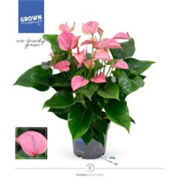 Anthurium andr. 'Joli'