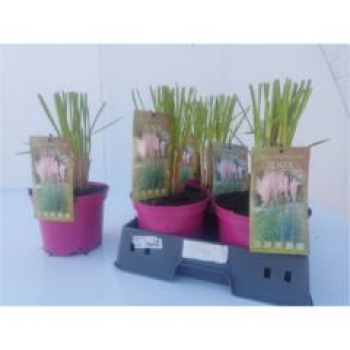 Cortaderia sell. 'Rosea'