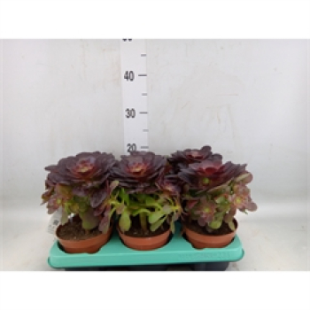 Aeonium arboreum