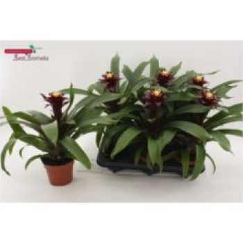 Guzmania 'Paulina'