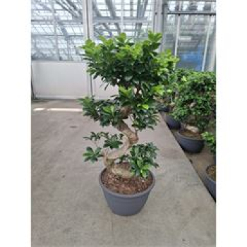 Ficus microcarpa 'Ginseng'