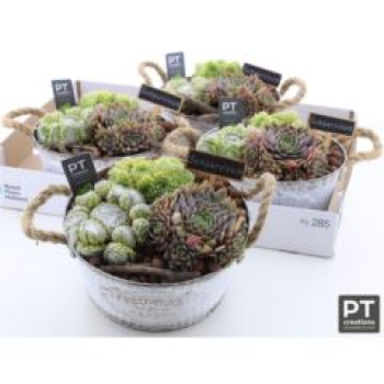 Sempervivum in Blechschale