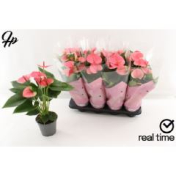 Anthurium andr. pink