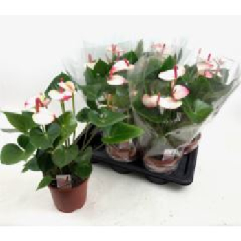 Anthurium andr. 'Amalia Elegance'